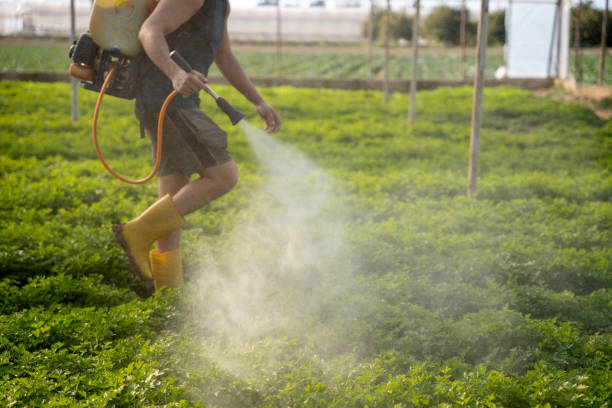 Best Wasp Removal Services  in Jonesboro, IL