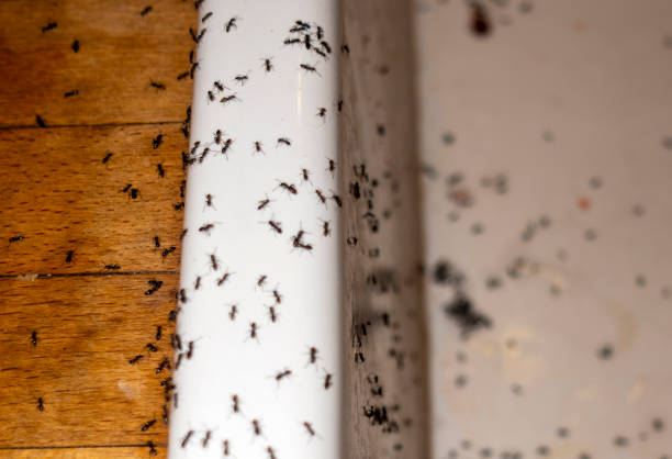 Best Residential Pest Control  in Jonesboro, IL